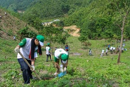 Lập dàn ý chứng minh bảo vệ rừng là bảo vệ cuộc sống của chúng ta
