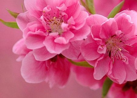 Dàn ý, bài văn tả cây hoa đào dịp Tết đến xuân về Lớp 6