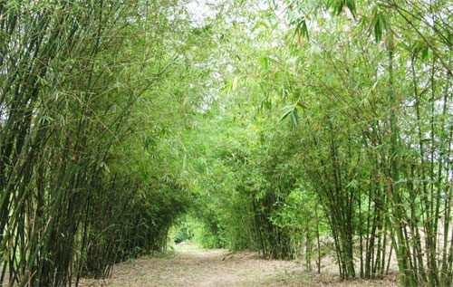 Dàn ý thuyết minh về cây tre làng lớp 8, 9 rất hay