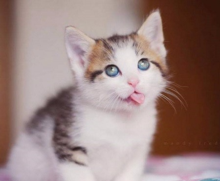 Dàn ý thuyết minh về con mèo + Dàn ý thuyết minh về con gà
