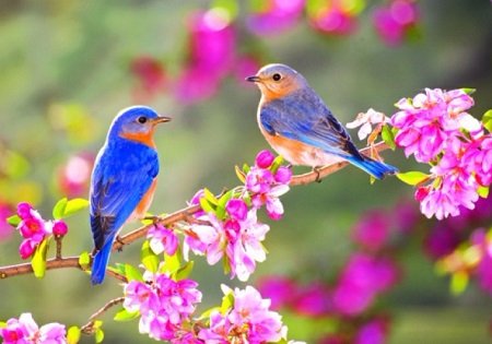 Biểu cảm về mùa xuân bài văn Lớp 7