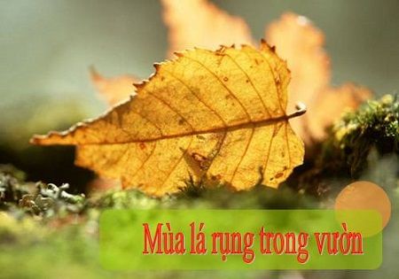 Tóm tắt Mùa lá rụng trong vườn ngắn hay lớp 12