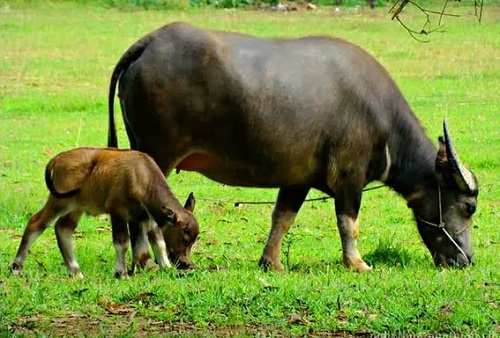 Dàn ý thuyết minh về con trâu quê em hay nhất