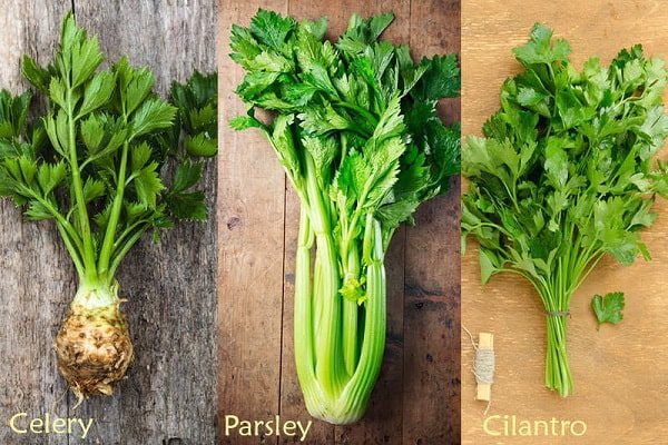 Parsley là gì? Công dụng bất ngờ của parsley bạn nên biết