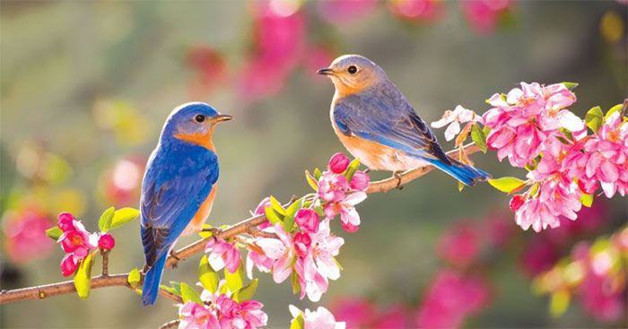 Phân tích bài thơ Mùa xuân nho nhỏ ngắn gọn