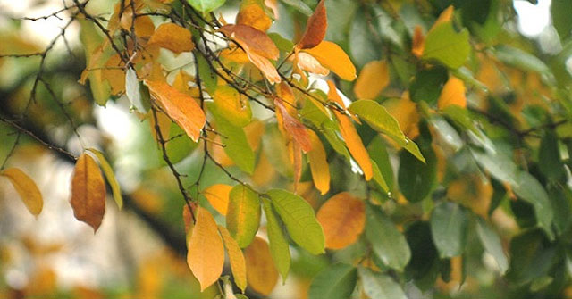 Phân tích bài Sang thu ngắn gọn