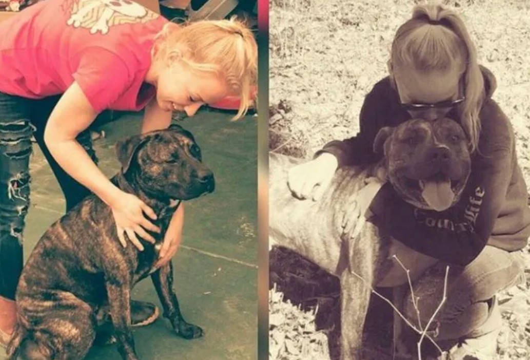 The Pitbull Video Gore: Shocking Truth Revealed